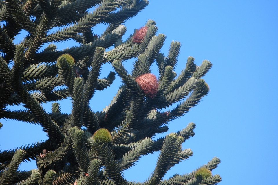 Araucaria araucana