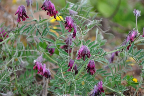 Vicia benghalensis