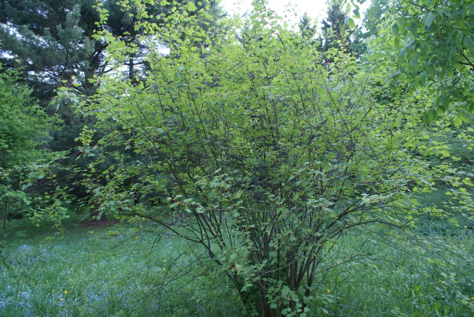 Acer glabrum