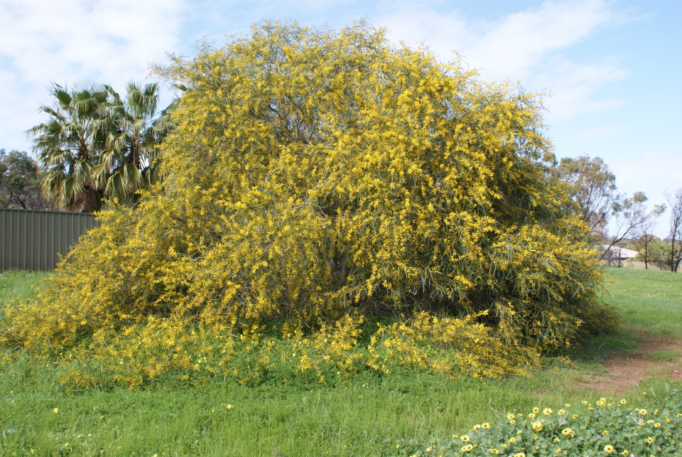 Acacia saligna