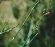 Ephedra americana