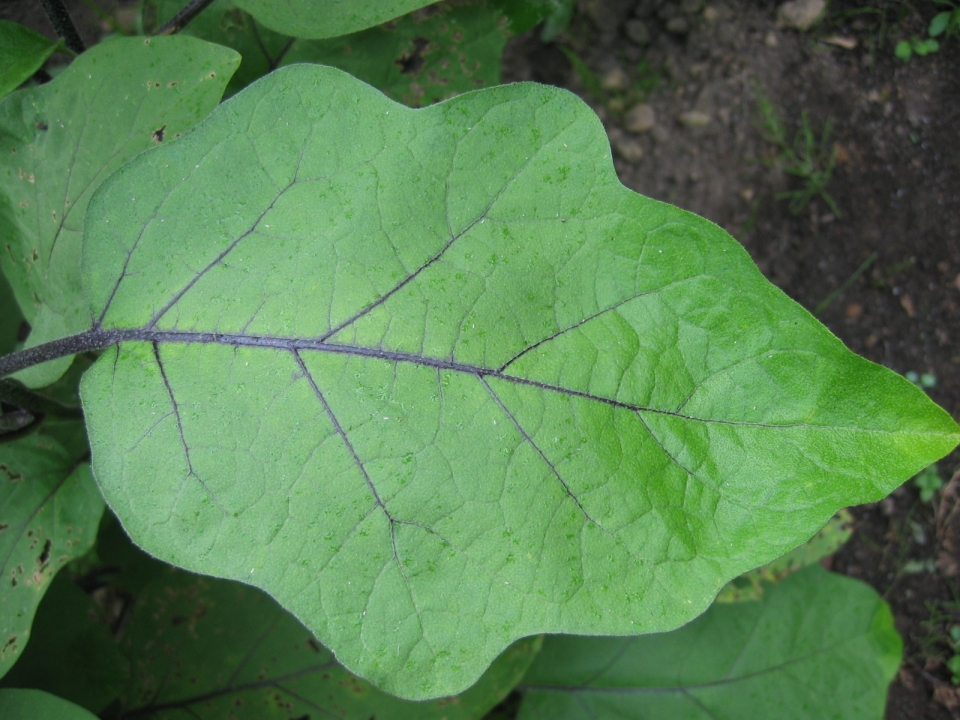 Solanum melongena