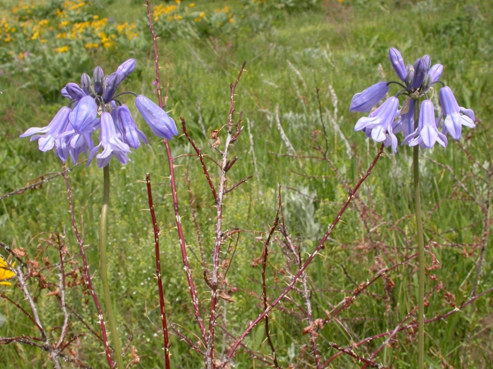 Triteleia grandiflora