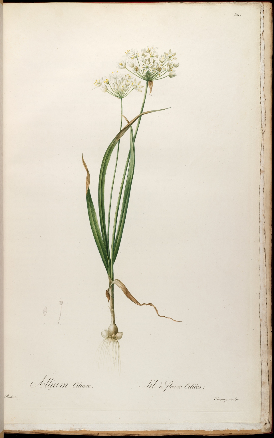 Allium subhirsutum