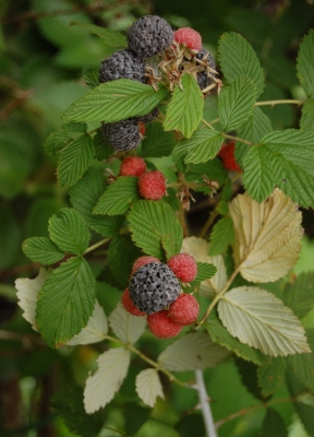 Rubus niveus