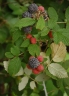 Rubus niveus