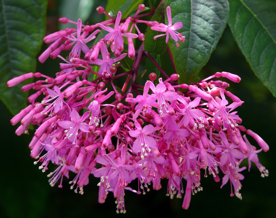 Fuchsia paniculata