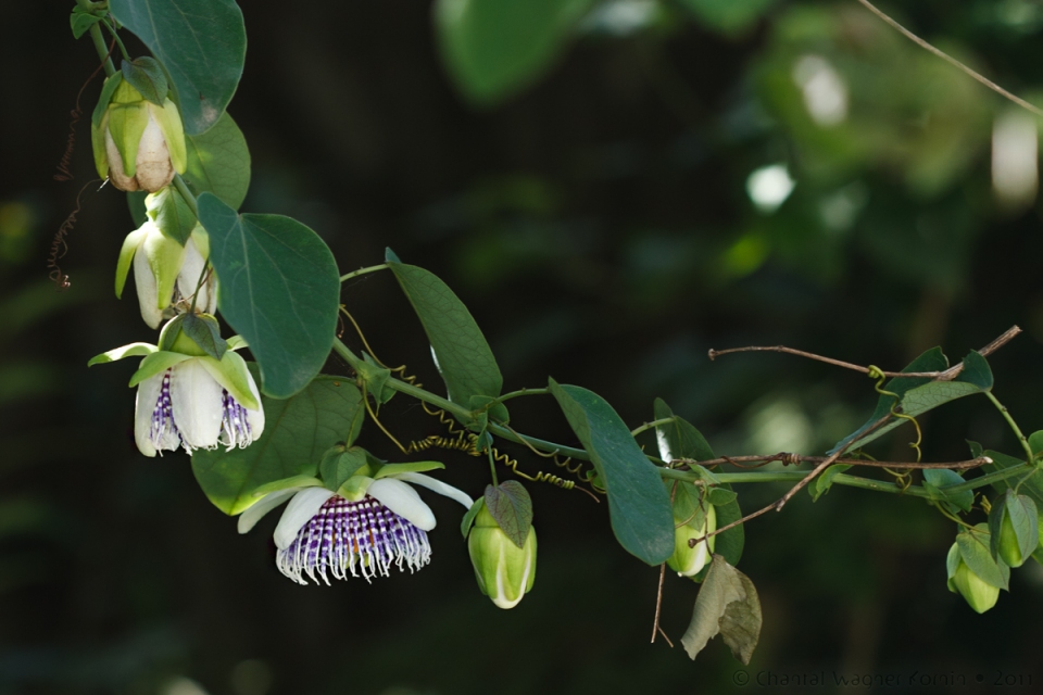 Passiflora actinia