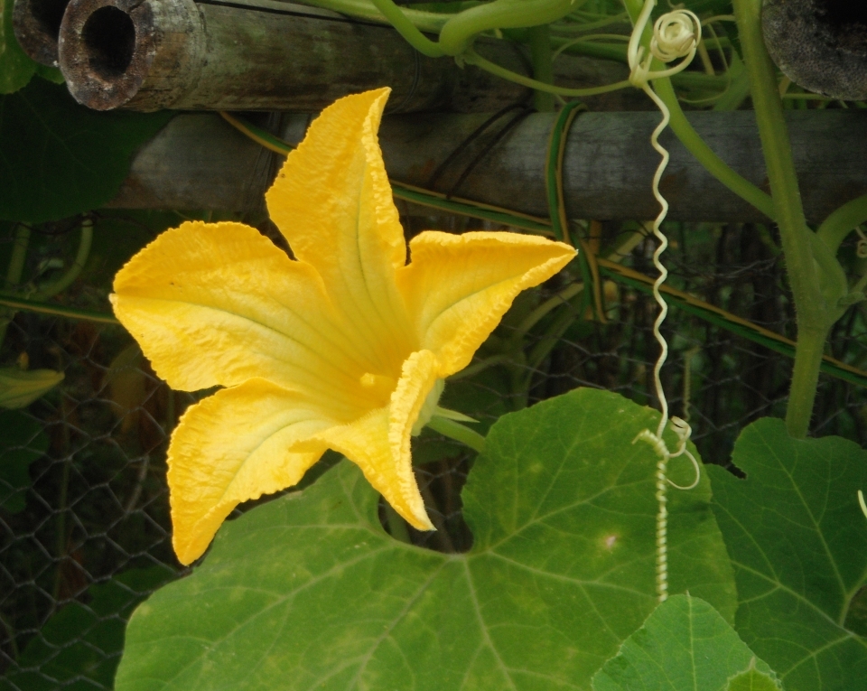 Cucurbita ficifolia