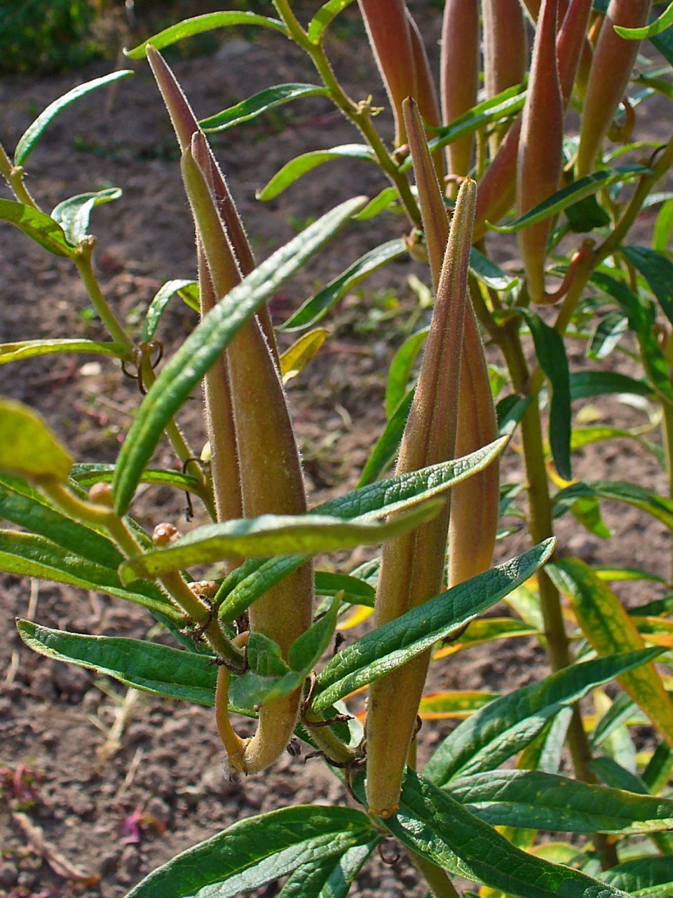 Asclepias tuberosa