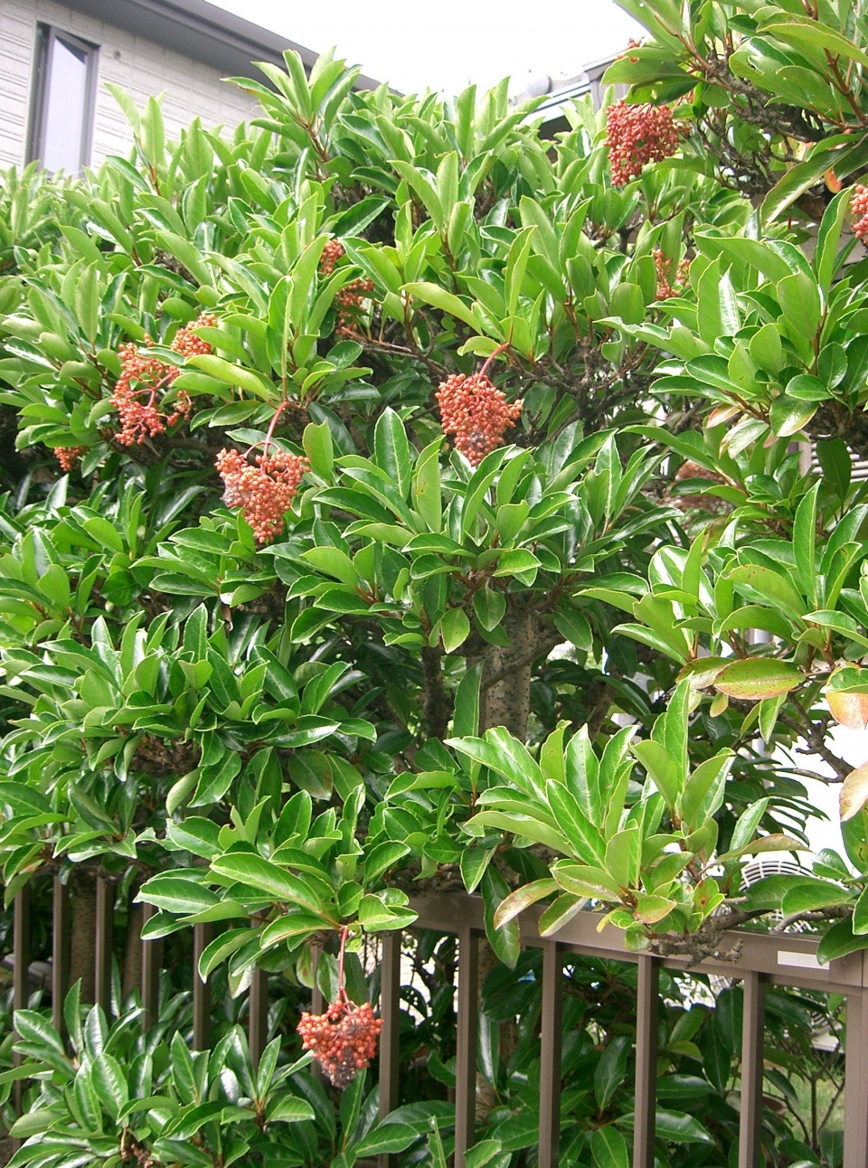 Viburnum odoratissimum