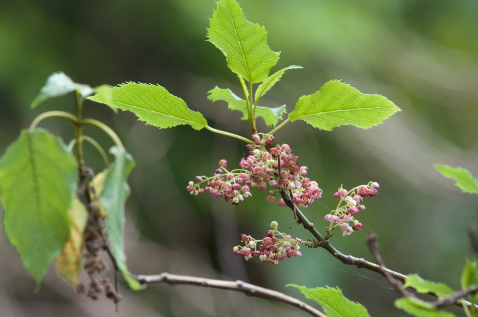 Aristotelia serrata