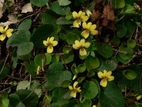 Viola sempervirens