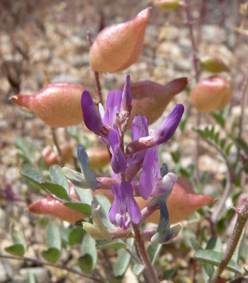 Astragalus lentiginosus