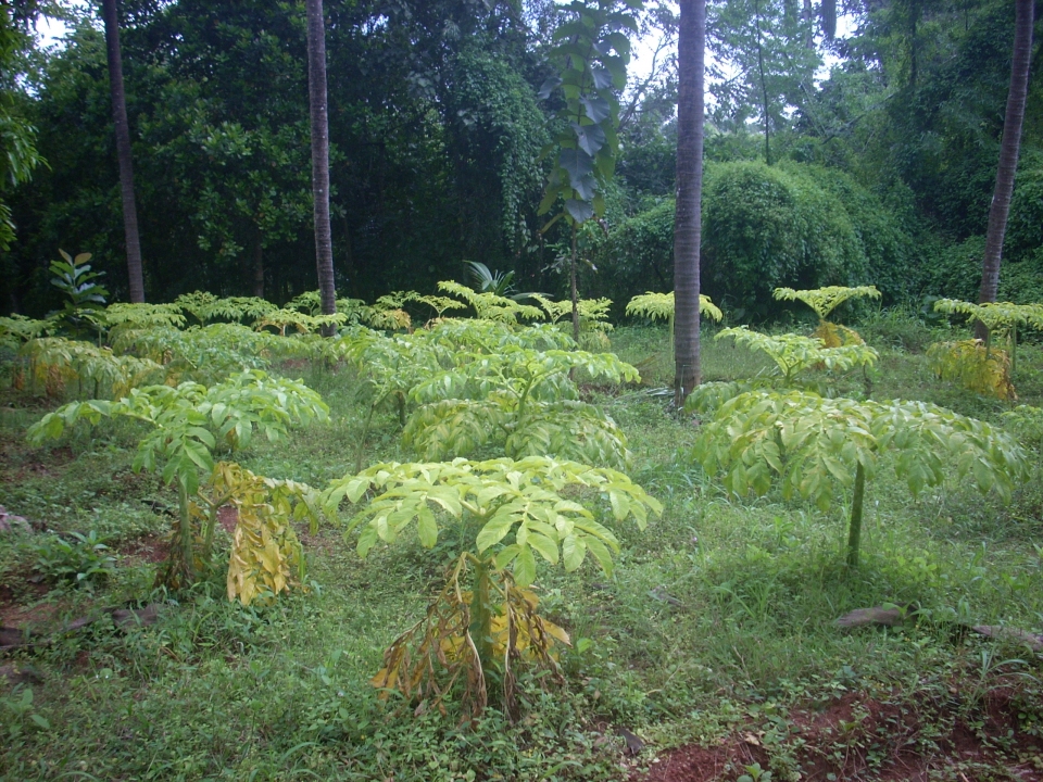 Amorphophallus paeoniifolius