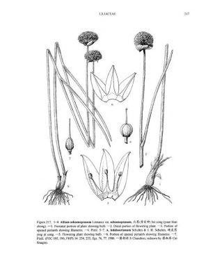 Allium ledebourianum