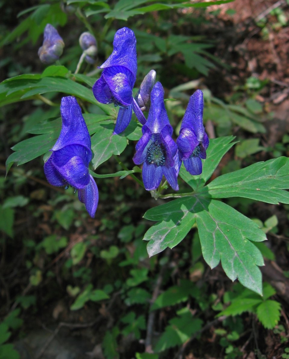 Aconitum japonicum