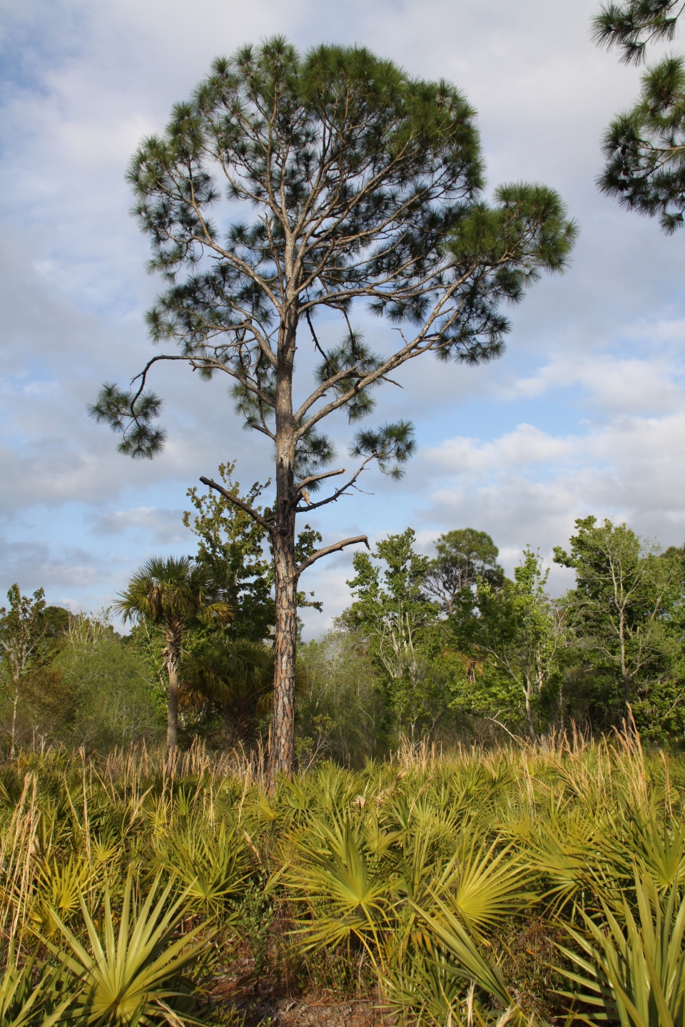 Pinus elliottii