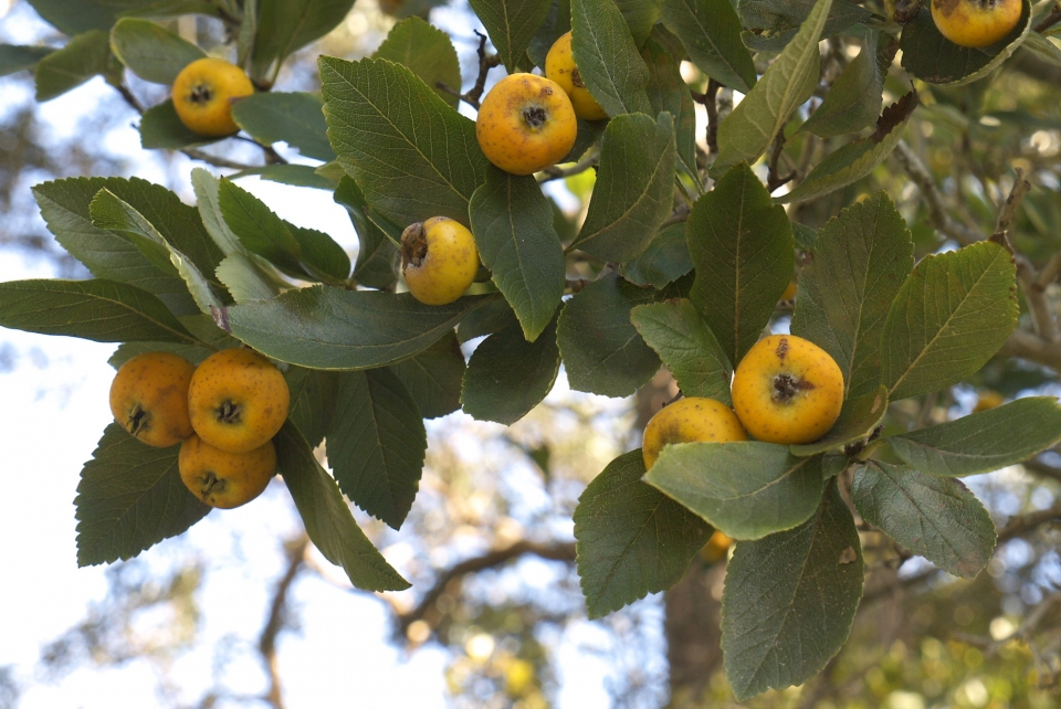 Crataegus mexicana