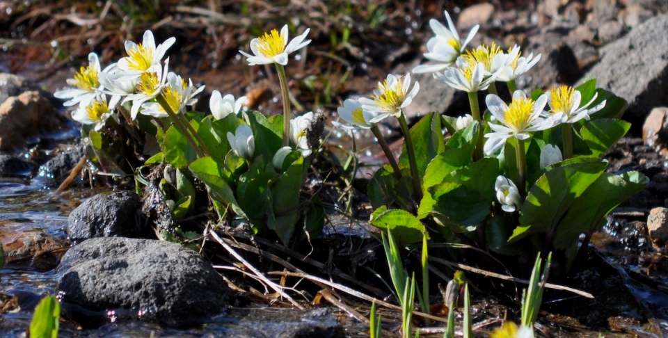 Caltha leptosepala