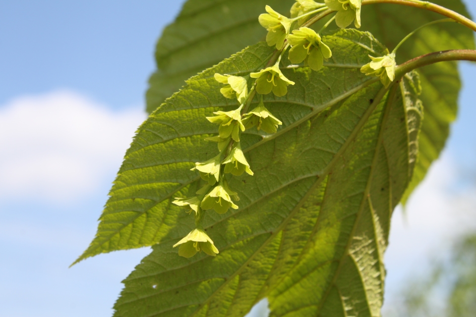 Acer pensylvanicum