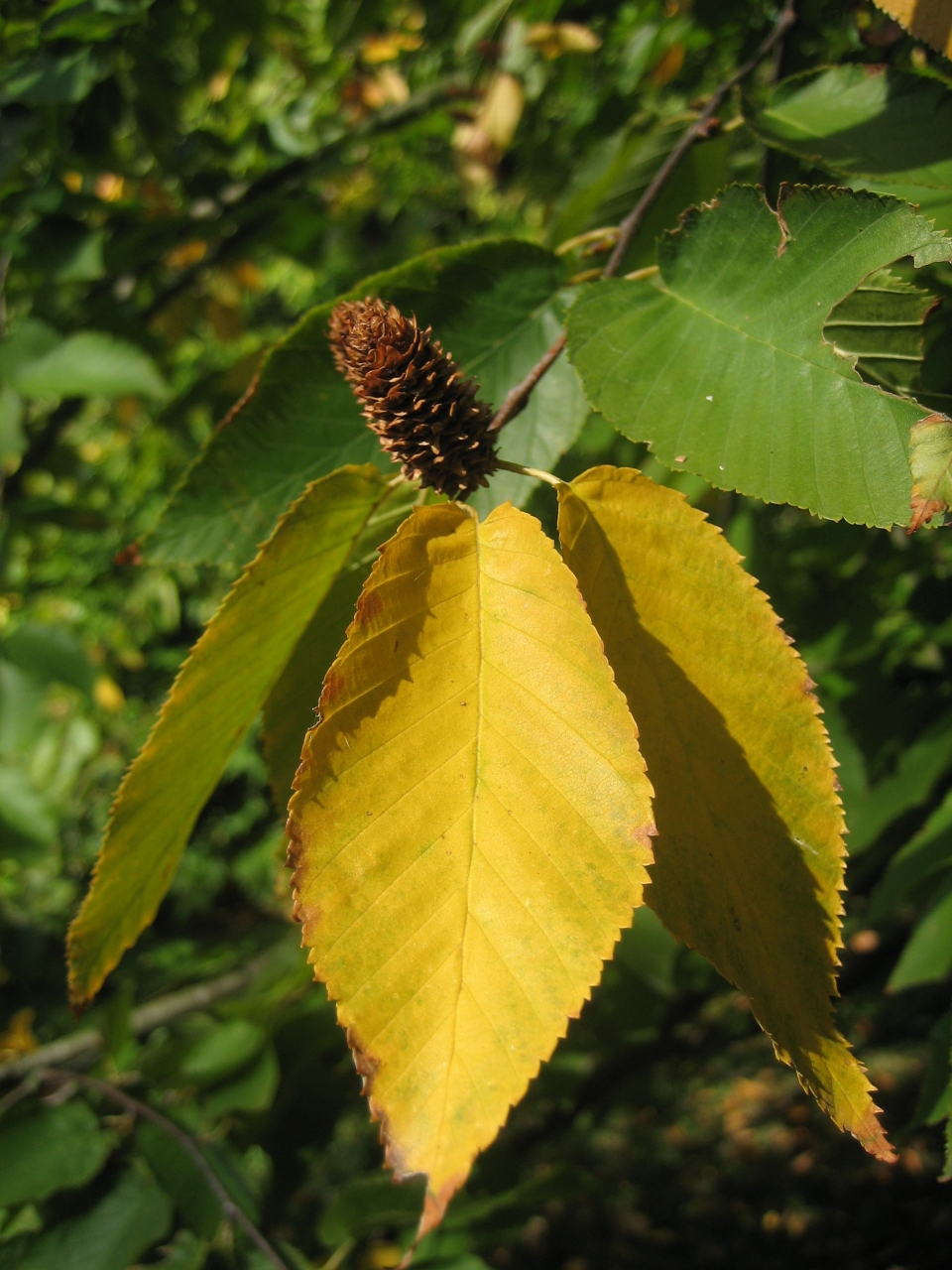 Betula lenta