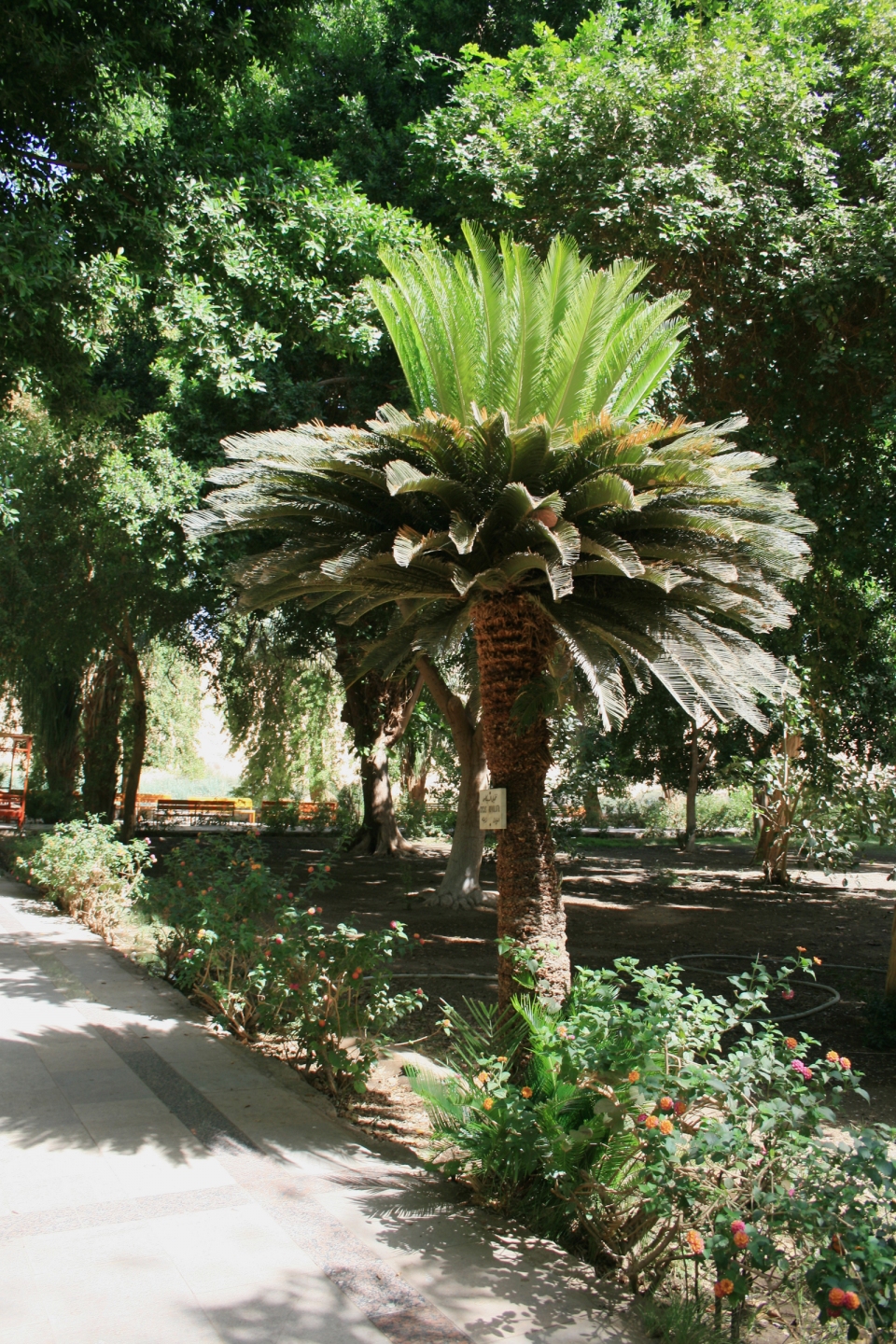 Cycas revoluta