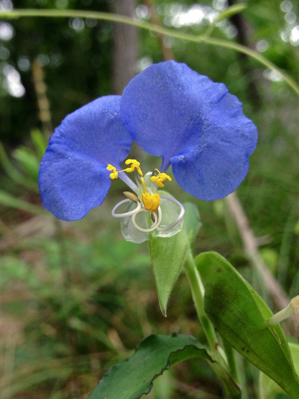 Commelina erecta