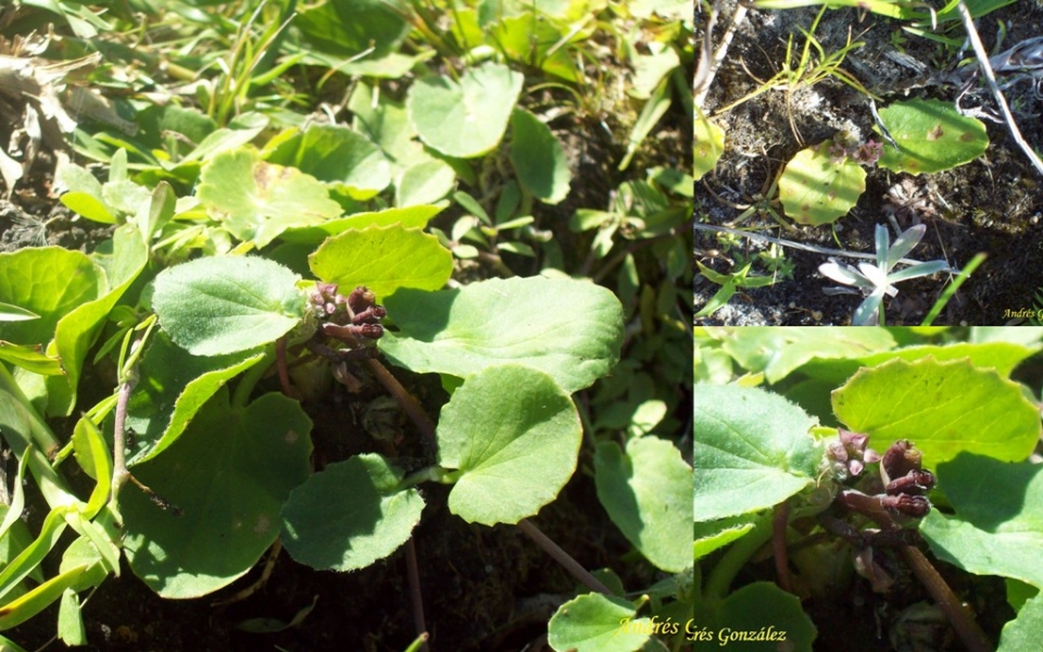 Centella asiatica