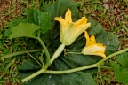 Cucurbita argyrosperma