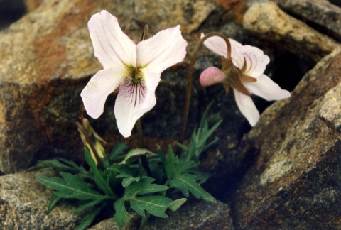 Viola dissecta