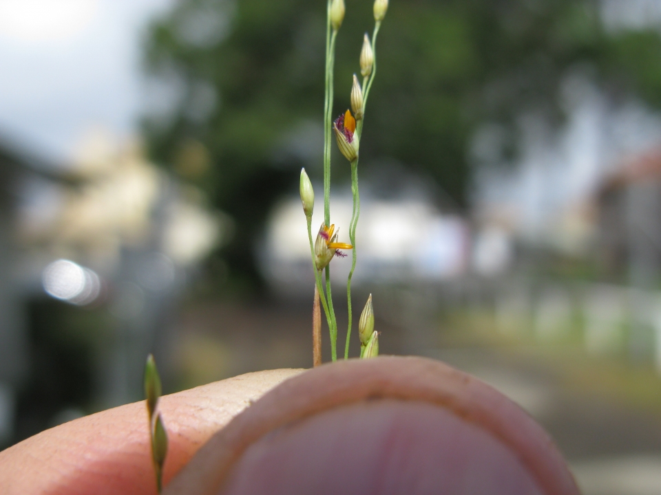 Panicum decompositum