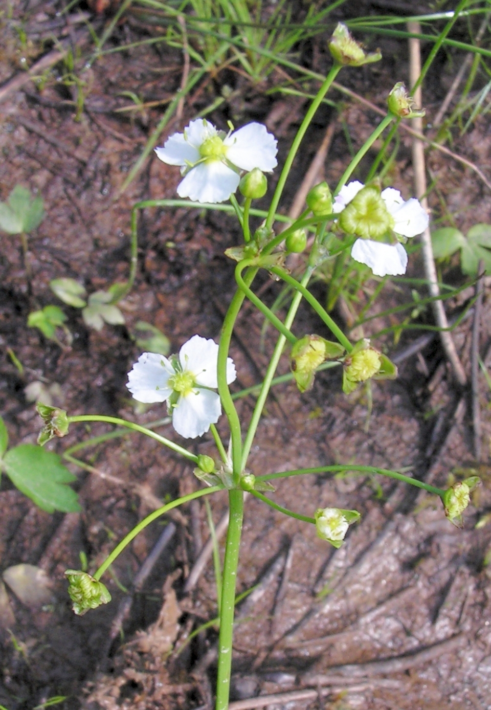 Alisma plantago-aquatica