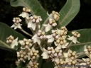 Asclepias eriocarpa