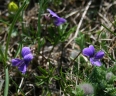 Viola pinnata