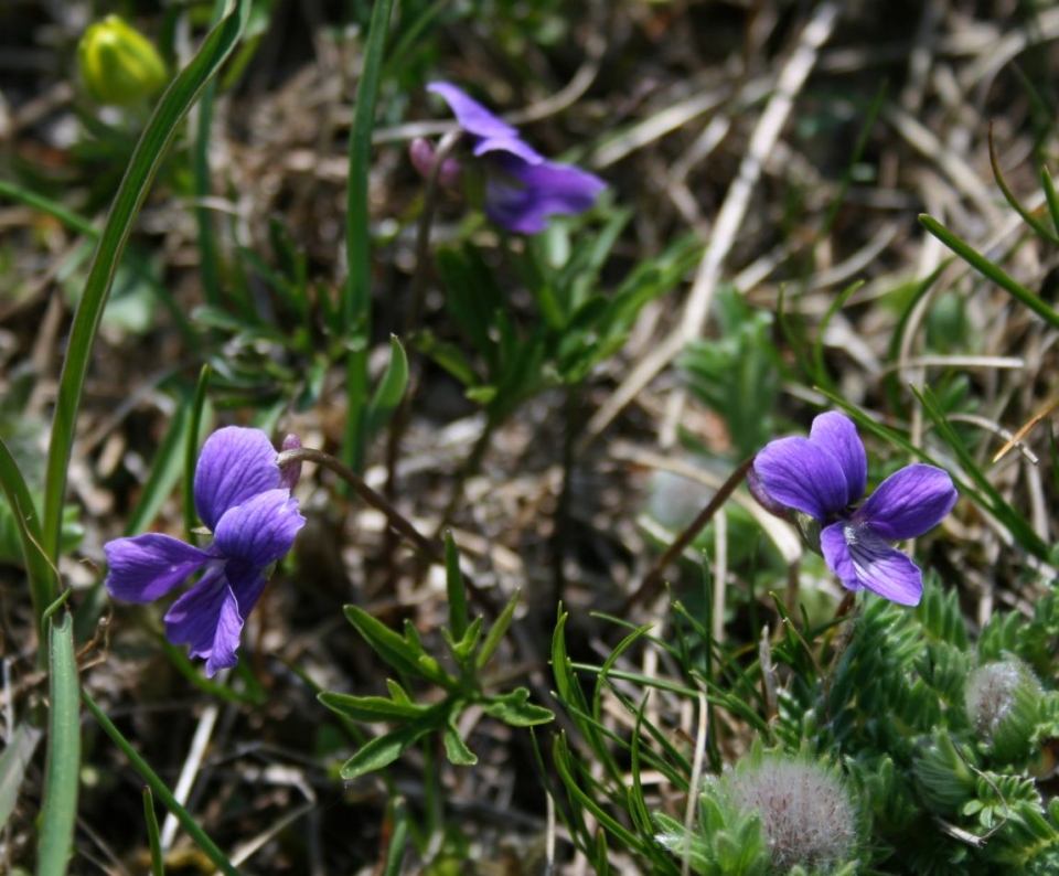 Viola pinnata