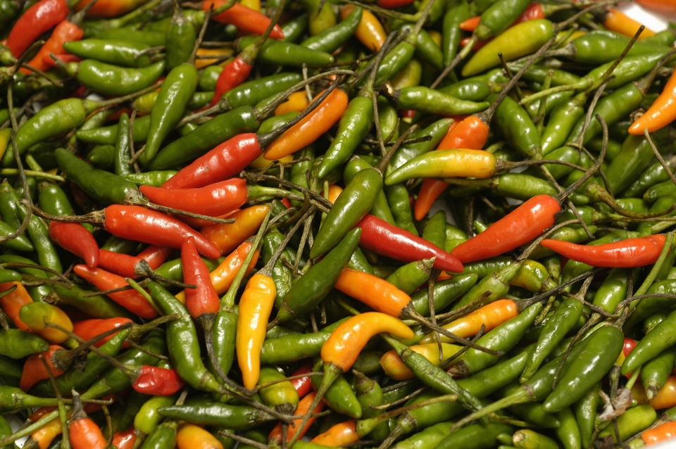 Capsicum frutescens