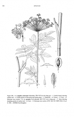 Angelica amurensis