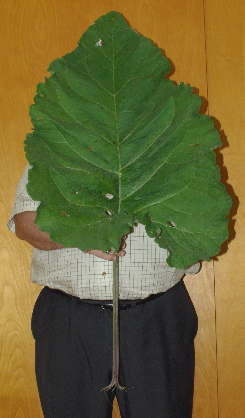 Arctium lappa