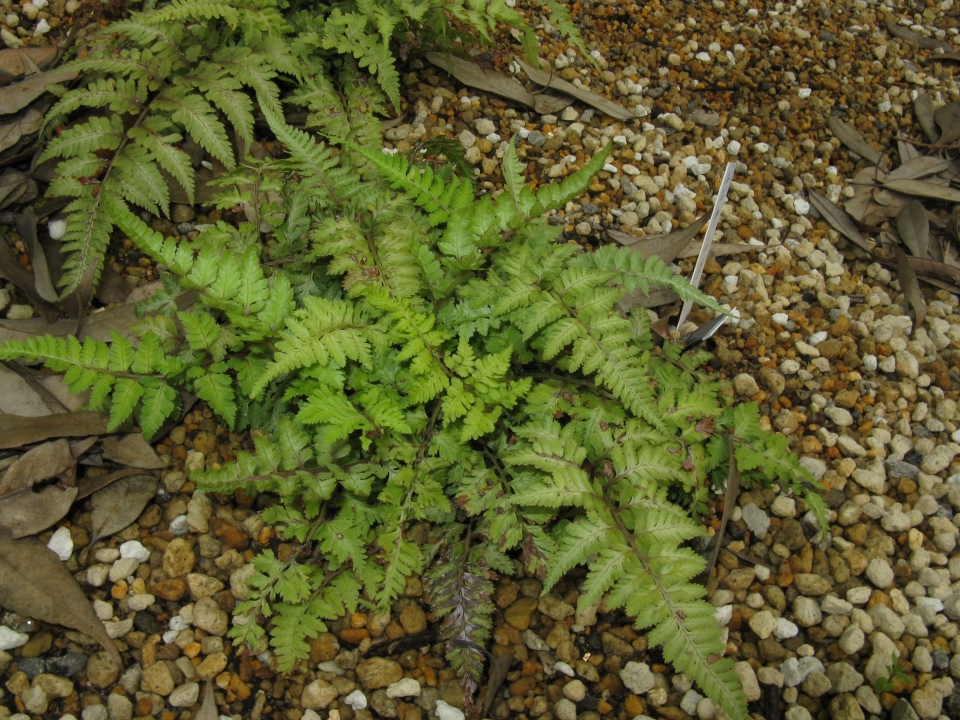 Anisocampium niponicum