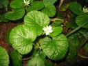 Rubus pectinellus