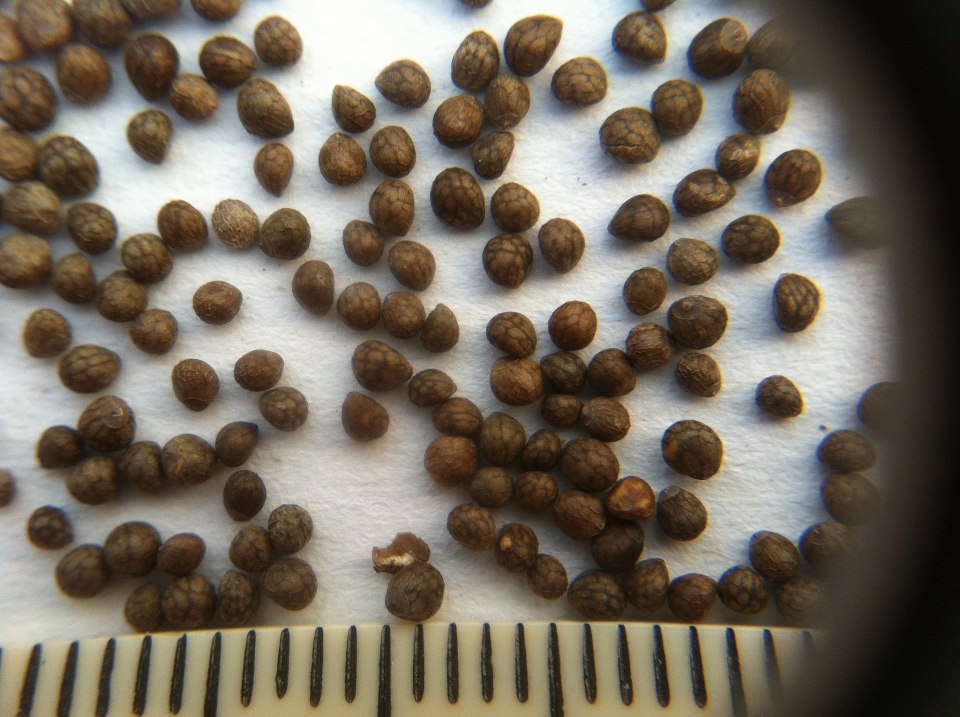 Perilla frutescens nankinensis