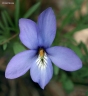 Viola pedata