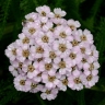 Achillea alpina