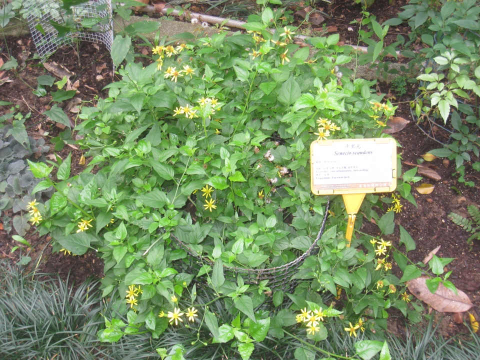 Senecio scandens