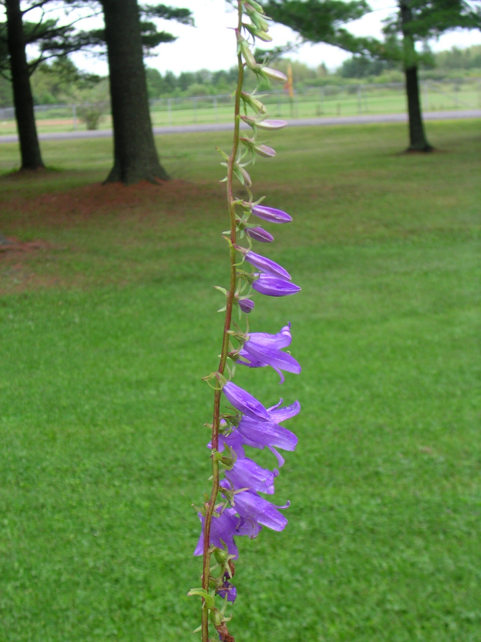 Campanula rapunculoides Images - Useful Tropical Plants