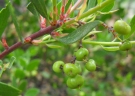 Arctostaphylos stanfordiana