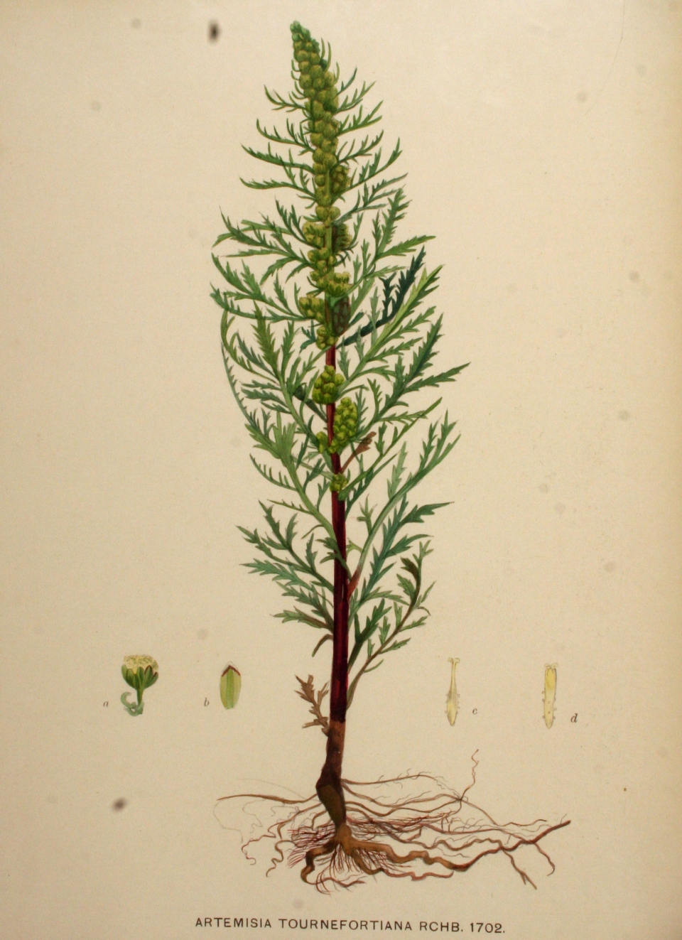 Artemisia tournefortiana