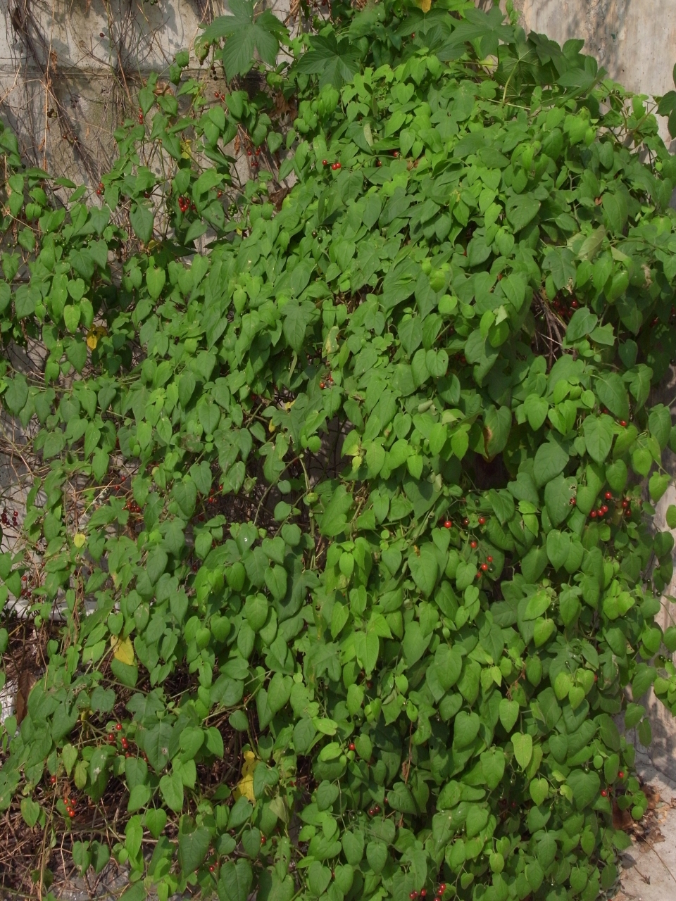 Solanum lyratum