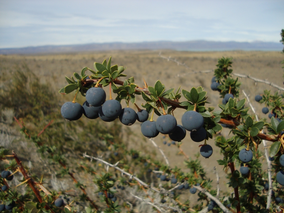 Berberis microphylla